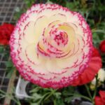 anemone bi colore marty fleurs 82