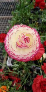 renoncule bi colore marty fleurs 82