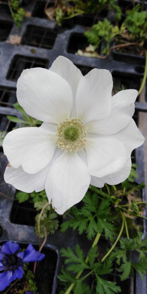 anemone blanche