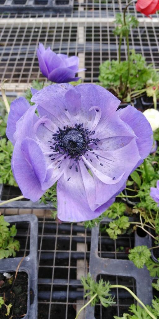 anemone