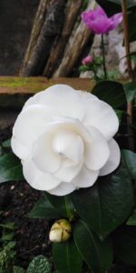 camelia blanc 