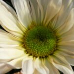 chrys marguerite blanche marty fleurs 82