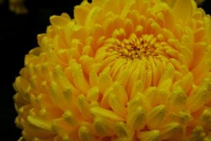 chrysantheme grosse fleur jaune marty fleurs 82