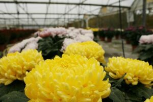 chrysantheme grosse fleur 