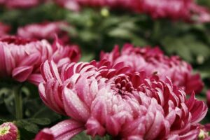 chrysantheme grosse rose fleur 