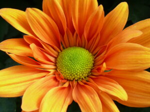 chrysantheme marguerite orange