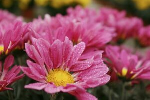 chrysantheme marguerite rose marty fleurs 82