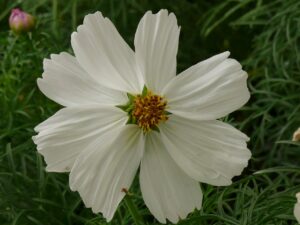 cosmos blanc 