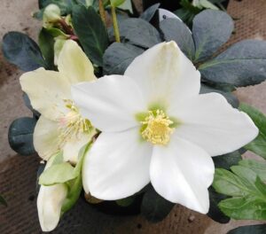 hellebore