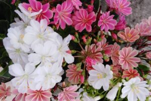 lewisia