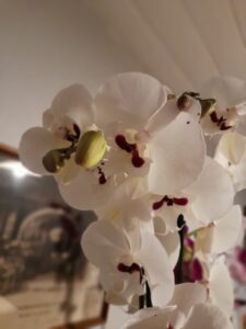 orchidee blanche coeur rouge marty fleurs