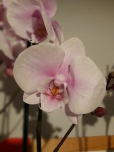 orchidee rose pale