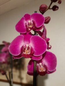 orchidee violette