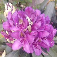 rhododendron mauve marty fleurs 82 2