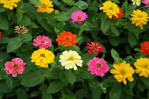 zinnias lot 2 marty fleurs 82