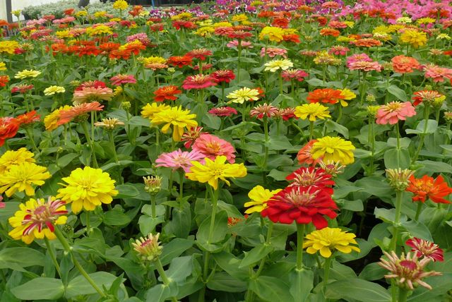 zinnias lot marty fleurs 82